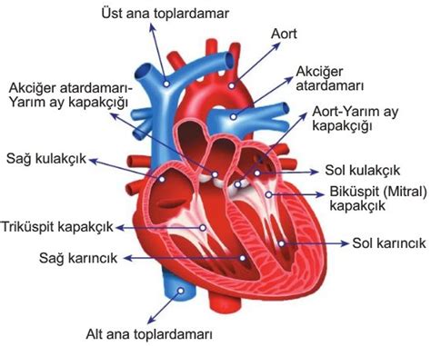  Limaş, Kalp ve Kılcal Damarların Gizli Kahramanı: Biyolojik Uyumluluk ve İleri Teknolojiler