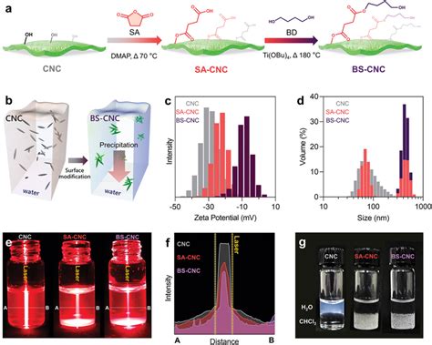 Zeta-Potential Modifying Bioceramics: Yenilikçi Bir Biyomalzeme İçin Neden Bir Sıçrama Yapmalıyız?